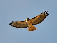DSC_7561.jpg