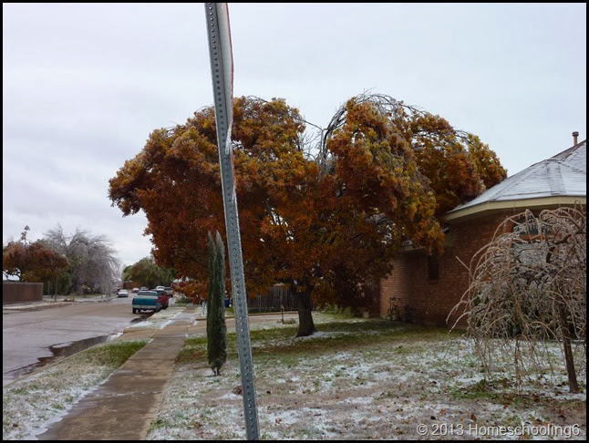 Trees