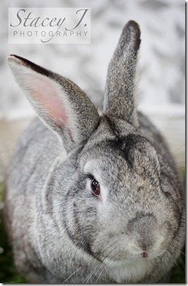 Thumper 001 copy