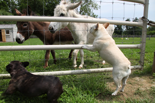 We Frenchies may have short legs, but we also have a lot of muscle!  Look how fast Franny can sprint!