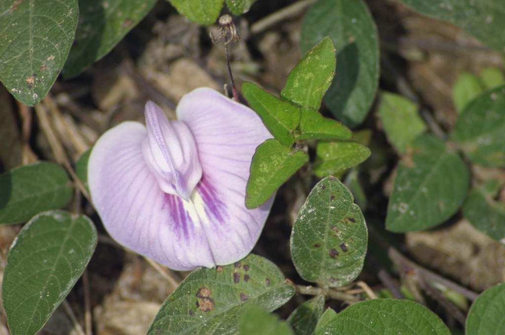 [flor%25201%2520copia%255B3%255D.jpg]