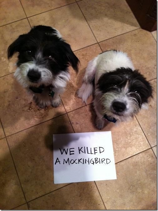 dog-shaming-bad-40