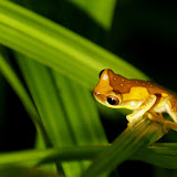 Hyla ebricatta tree frog looks for a mate in La Selva Biological Station, Costa Rica