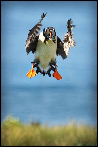 [Puffin_facing_wind_resistance._Angy_Ellis%255B4%255D.jpg]