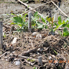 DSCN9503.JPG