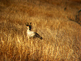 This was our first time to see a "secretary bird", and it was really cool. Transition to Madagascar - 022.jpg