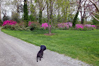 A Lesson in Azaleas