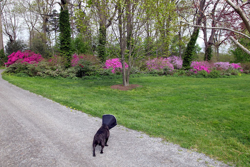 Sharkey!  Look how vibrant these bushes are!  Do you suppose they're azaleas or perhaps, rhododendrons?