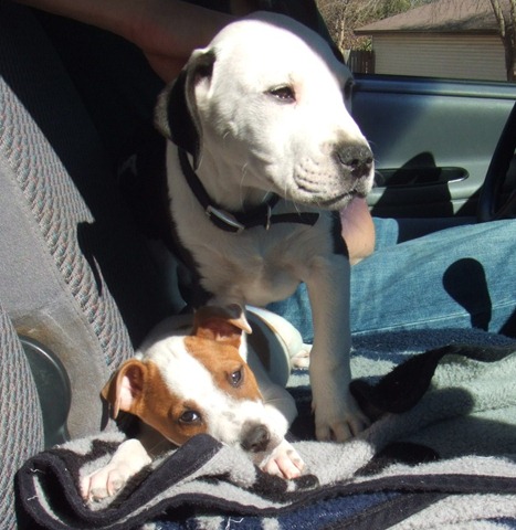 [2006_0103puppiesetc20044copy9.jpg]