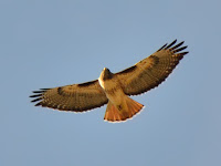 DSC_7562.jpg