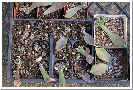 120202_leaf-cuttings2 120202_leaf-cuttings2