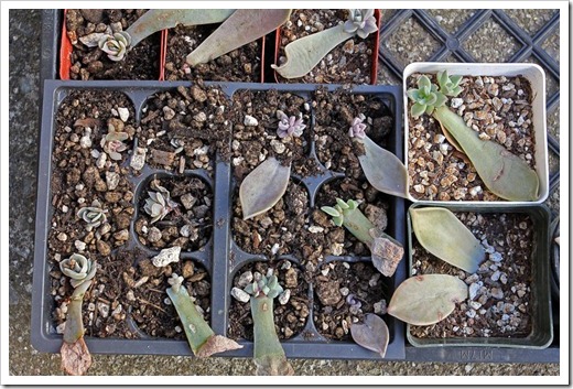 120202_leaf-cuttings2