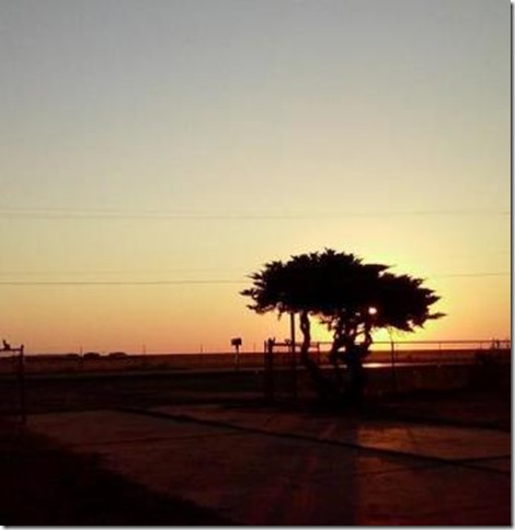 DIY ornamental tree trimming, bonsai, sunset 