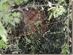 nest in mistletoe 3-24-2012 9-02-34 AM 3616x2712
