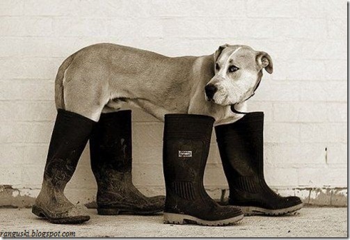 dogboot