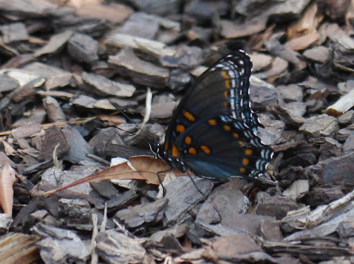 P1090329