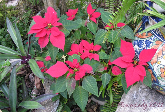 12-09-poinsettia