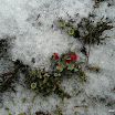 P1100277.JPG
