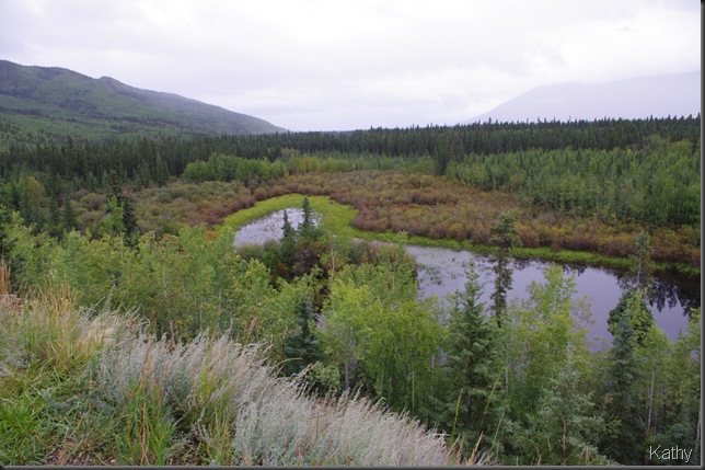 Moose calving ground along the highway