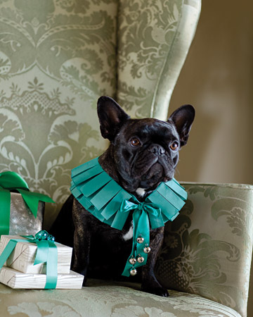 Francesca looks amazing in this ribbon collar. (marthastewart.com)