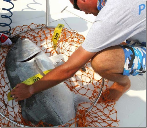 Giant Trevally Length Weight Chart
