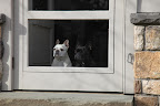 Wait, Sharkey!  Is that them entering through the gate now?  Is  the champion finally back from his dog show victories?