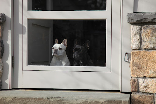Wait, Sharkey!  Is that them entering through the gate now?  Is  the champion finally back from his dog show victories?