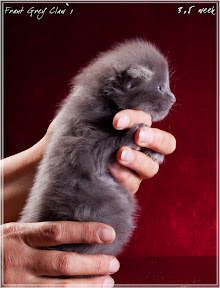Фото котенка мейн-кун Frant возраст 3,5 недели | Питомник Grey Claw`s