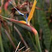 IMG_9831N2.JPG