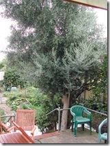 This olive tree is still young but has many small black olives beloved of birds, if not the cook!