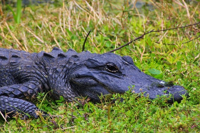 Alligator Everglades 2 Alligator Everglades 2