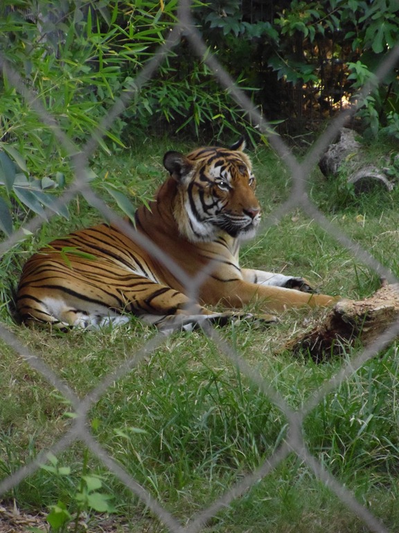 [Fresno%2520Zoo%2520038%255B3%255D.jpg]