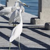 IMG_4058.JPG