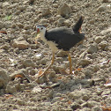White-breasted Waterhen
