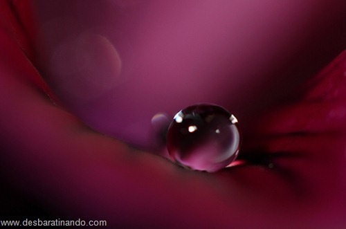 gotas de agua em macro desbaratinando (20) gotas de agua em macro desbaratinando (20)