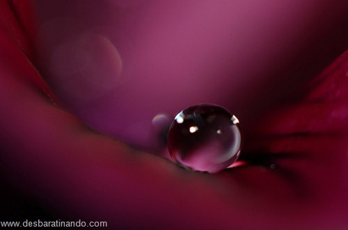 gotas de agua em macro desbaratinando  (20)