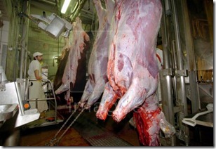 Cattle-processing-slaughterhouse