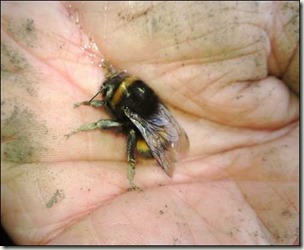 bee on my hand bg