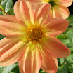 DSCF0649.JPG