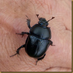 Geotrupes stercorarius