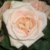 OgAAALmM58_Jcv1fuuhLfo0OBxDTE-lT0K91L905ei2bEOYrT7uDS-nHn5Buujbb6igHKqRroXLmWzgBB7_NaNDui8AAm1T1UCyXcyGbxAJijeIgZhhRGeumhoOp.jpg