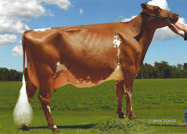 Kangawarra Heather 3188.jpg