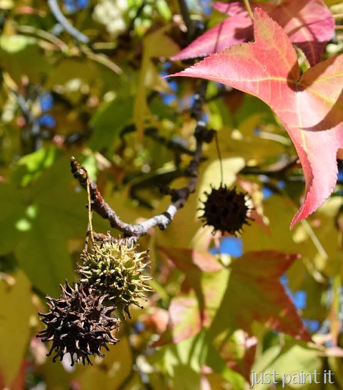 [Fall-Foliage-D%255B2%255D.jpg]