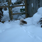 Gigi-januar-2010-3.JPG