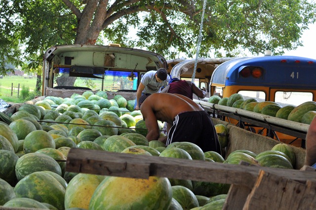 [watermelons%252011%25200705%2520%252853%2529%255B4%255D.jpg]