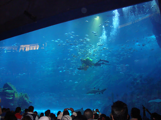 Dubai+mall+aquarium+wiki