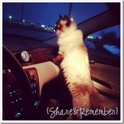 cat loves to ride the car
