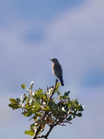 DSC_7528.jpg