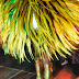 Carnaval Estocolmo 2012. Foto: Ztefan Bertha