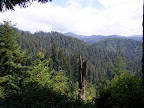 california_sequoia